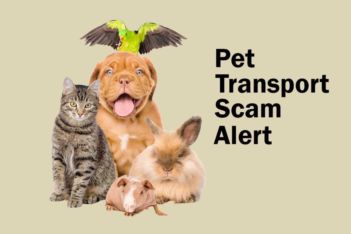 Pet Transport Scams Pet Transport Services